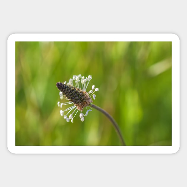 Plantago Sticker by jvnimages